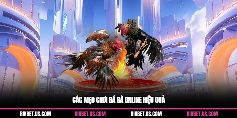 Các mẹo chơi đá gà online hiệu quả