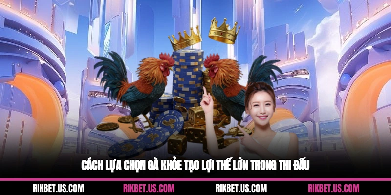 Cách lựa chọn gà khỏe tạo lợi thế lớn trong thi đấu