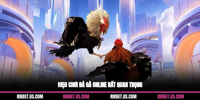 Mẹo chơi đá gà online rất quan trọng